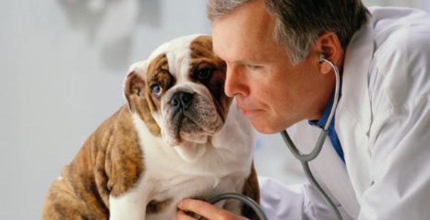 petinsurance